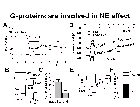 Pooled data (A) from 3 acutely dissociated MnPO neurons